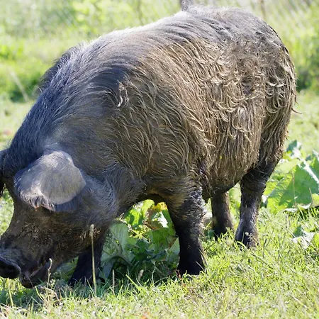 Mobil-home Ferme La Fee Spiruline