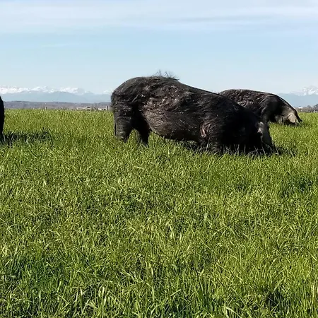 Mobil-home Ferme La Fee Spiruline *