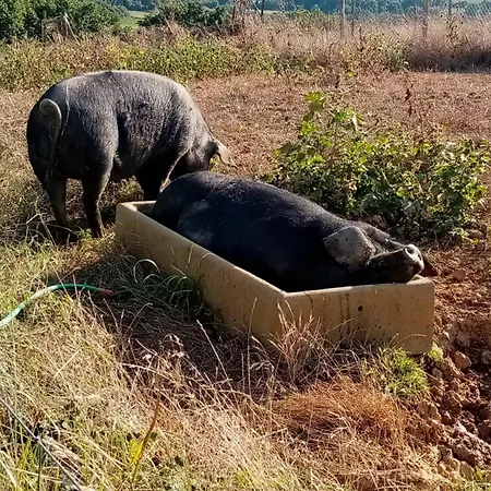 Mobil-home Ferme La Fee Spiruline * Aurignac (Haute-Garonne)