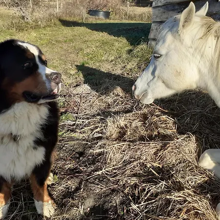 Mobil-home Ferme La Fee Spiruline Camping Aurignac (Haute-Garonne)