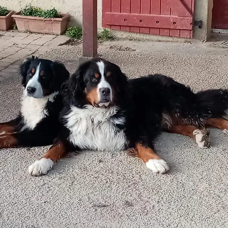 Mobil-home Ferme La Fee Spiruline Camping *