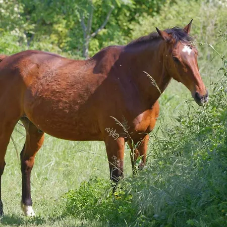 Mobil-home Ferme La Fee Spiruline