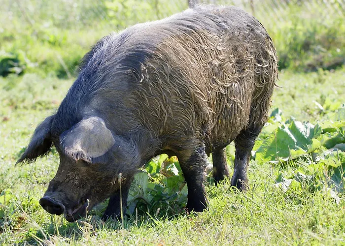 Mobil-home Ferme La Fée Spiruline