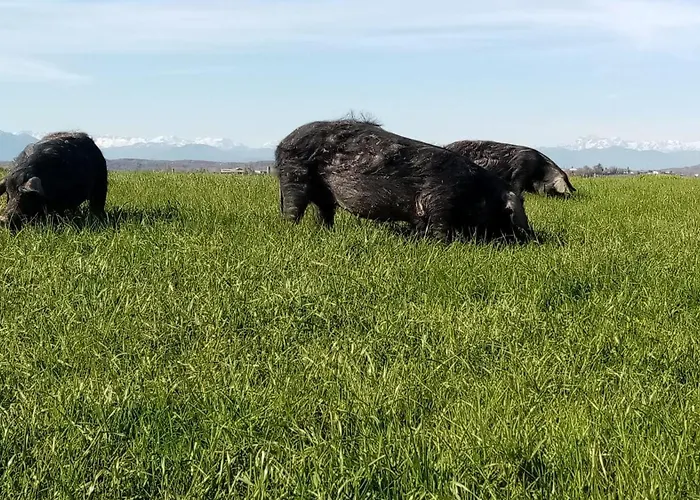 Mobil-home Ferme La Fee Spiruline *