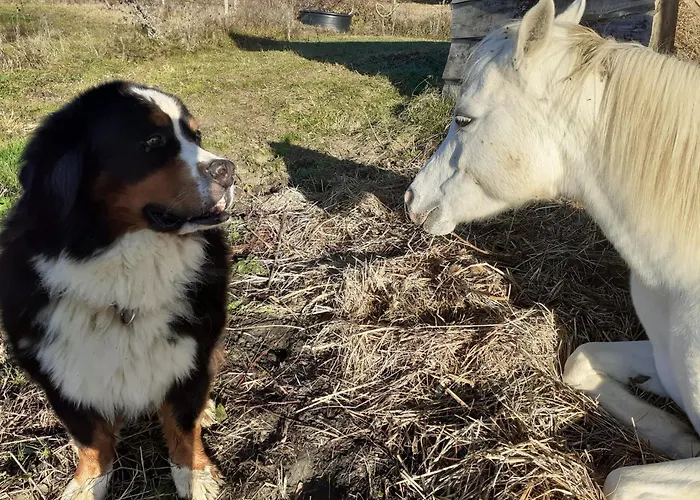 Mobil-home Ferme La Fee Spiruline Kemping Aurignac (Haute-Garonne)