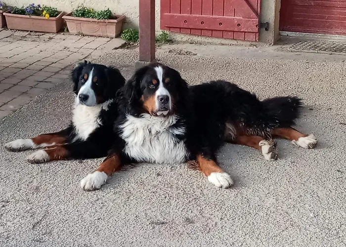 Mobil-home Ferme La Fée Spiruline Camping *