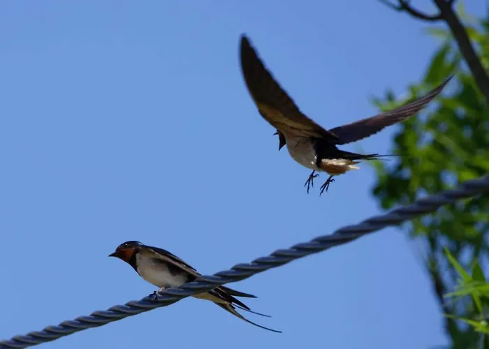 Kemping Mobil-home Ferme La Fee Spiruline *