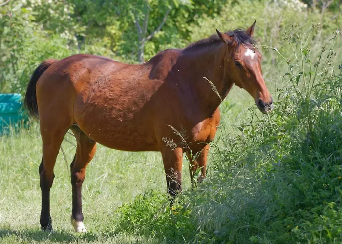 Mobil-home Ferme La Fée Spiruline